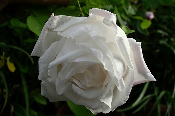 a0034419_10133274.jpg