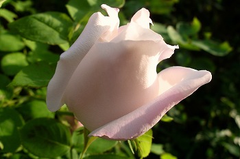 a0034419_1013391.jpg