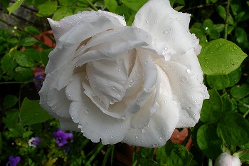 a0034419_10134356.jpg