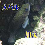 b0044726_06248.jpg