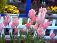 a0020929_23222110.jpg