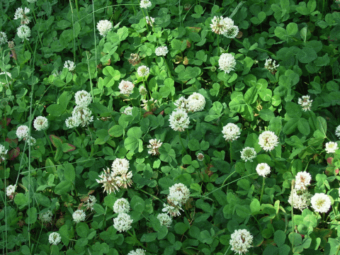 b0016567_11333336.gif