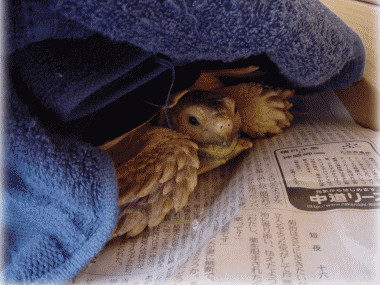 b0055276_0521090.gif