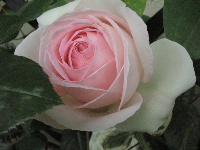 d0049381_23151247.jpg