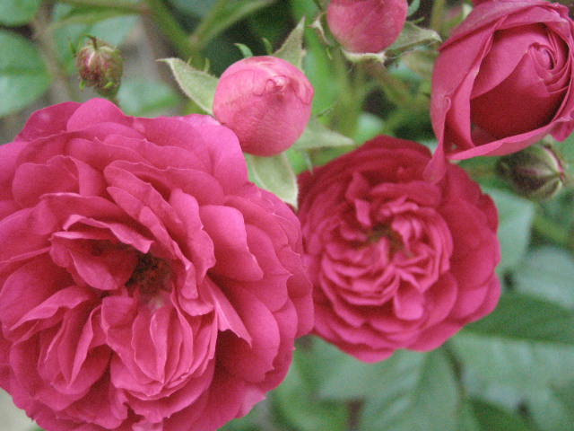 d0049381_235261.jpg