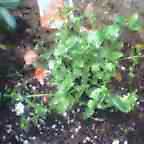 c0050522_2021355.jpg