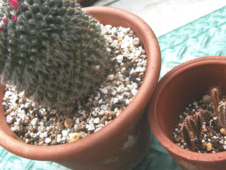 c0048042_23441693.jpg