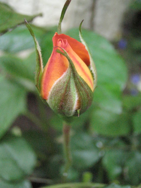 d0049381_09512.jpg