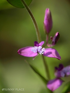 c0027027_23455012.jpg