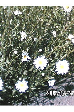 c0011446_1875198.jpg