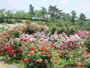 c0012571_2123261.jpg