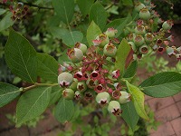 c0045882_9102944.jpg