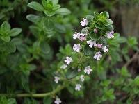 c0045882_9234158.jpg