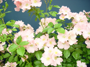 a0011999_22481612.jpg