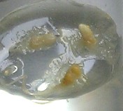 b0035100_12281338.jpg