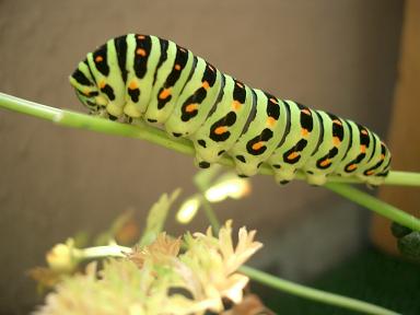 c0005619_21331755.jpg