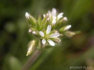 c0027027_155424.jpg