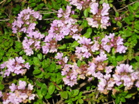 d0050472_14532229.jpg