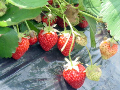 a0003032_19163116.jpg