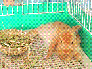 c0071863_3532951.gif