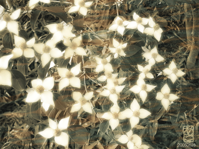 b0016567_22225795.gif