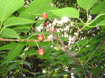 b0046210_20572588.jpg