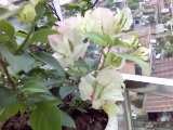 a0032537_15262274.jpg