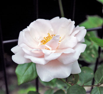 b0037498_941513.jpg