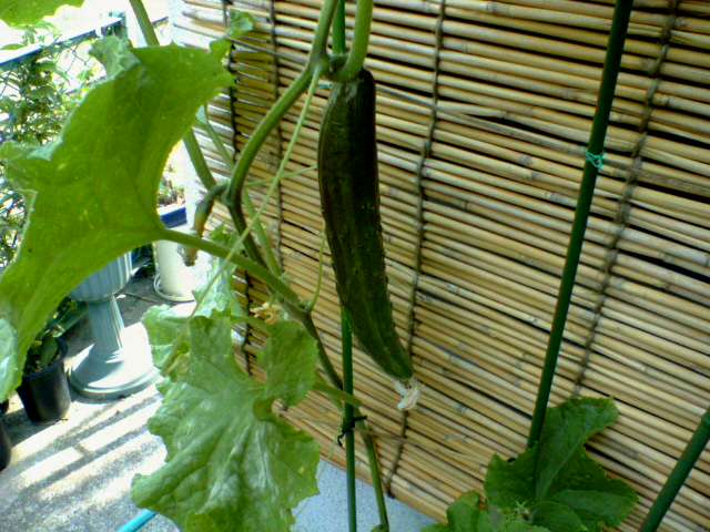 c0008906_1615080.jpg