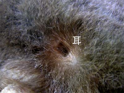 d0029829_74118.jpg