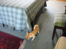c0052933_3474884.jpg