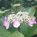 c0046340_20231062.jpg