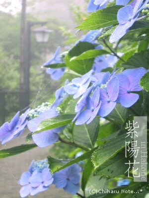 c0046340_20263384.jpg