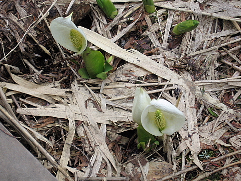 a0021558_11355365.jpg