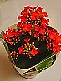 b0013870_20161084.jpg