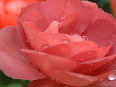 d0034988_1838146.jpg