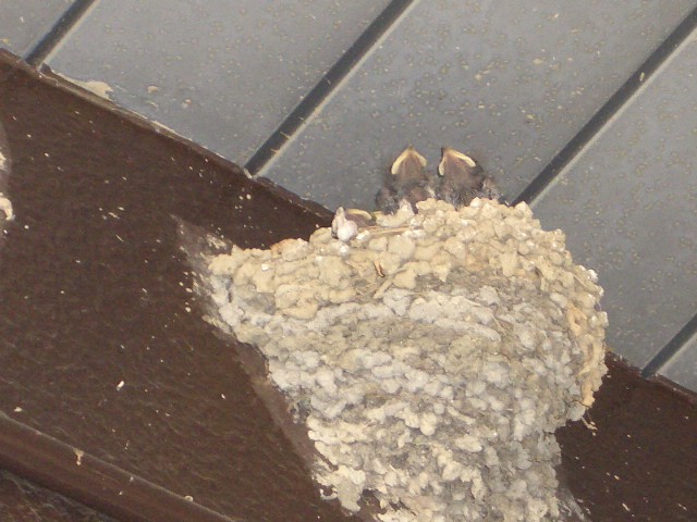 c0063368_2055729.jpg