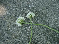 b0055002_822459.jpg