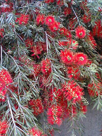 c0022231_2364445.jpg