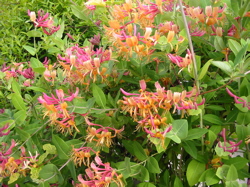 d0050472_10374492.jpg