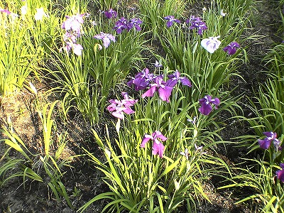 c0038334_21171085.jpg