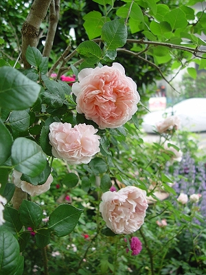 d0050399_128204.jpg