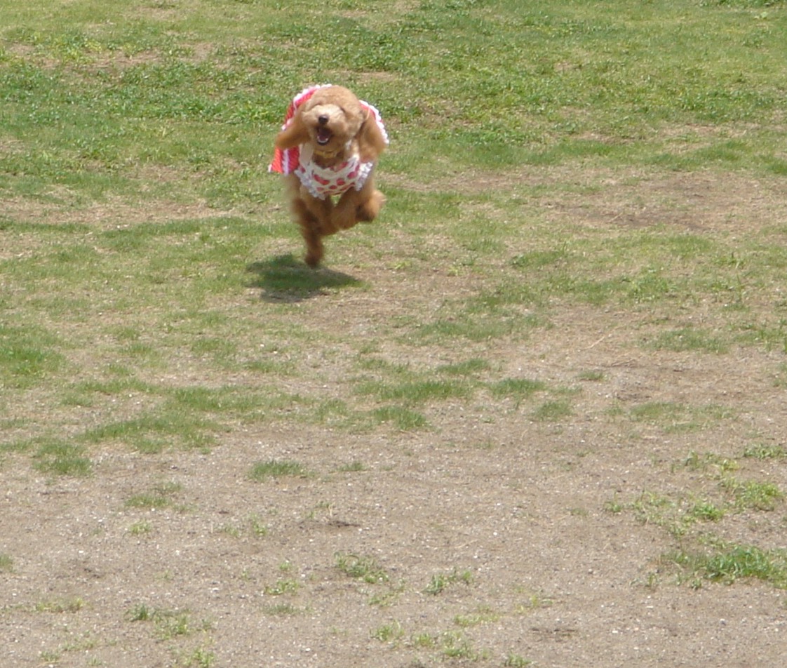c0041207_19452521.jpg