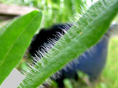 d0029829_31454.jpg
