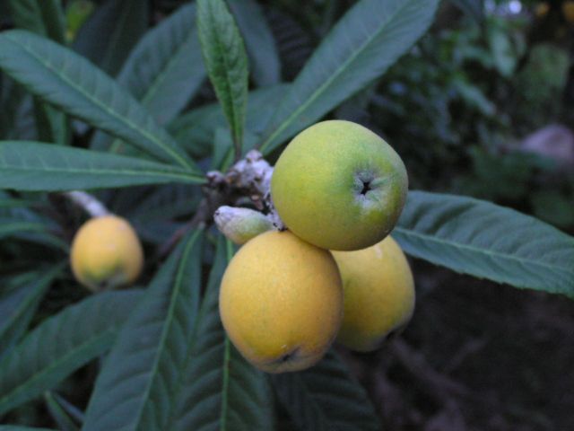 c0042869_9155015.jpg