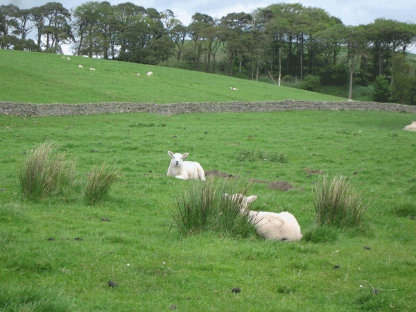 d0027874_5394039.gif