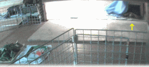 b0055276_0143219.gif