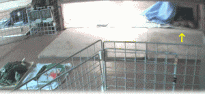 b0055276_0161081.gif