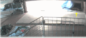 b0055276_092961.gif
