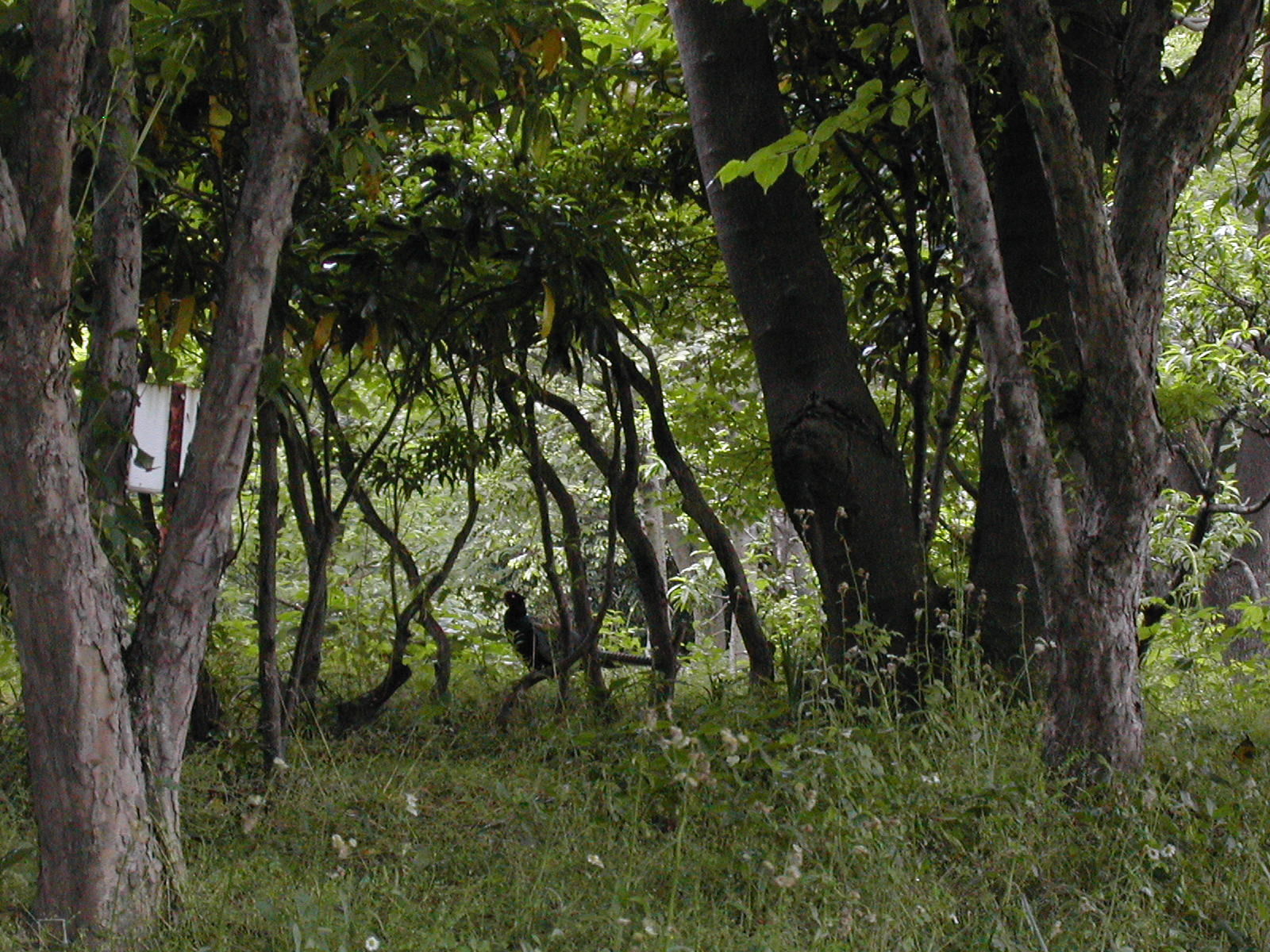b0032079_433589.jpg